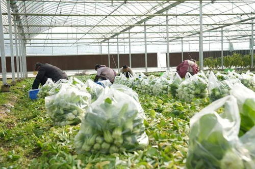 漫長(zhǎng)的季節(jié)里，反復(fù)愛上豎新鎮(zhèn)的植物提取物研發(fā)